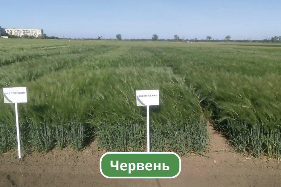 Червень